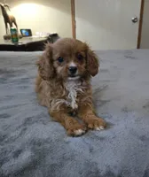 winnie, a female Cavapoo for sale in Copan, OK – 3 of 3