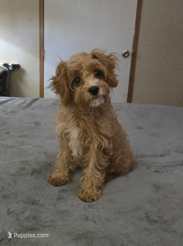 Pebbles – Cavapoo puppy for sale in Copan, OK