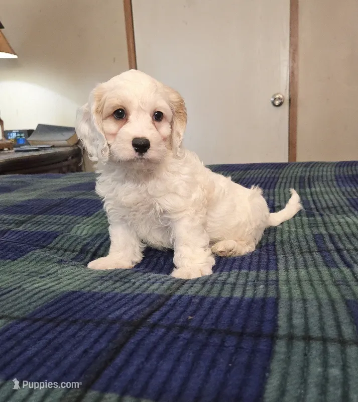 Logan – Cockapoo puppy for sale in Copan, OK