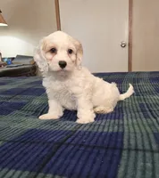 Logan, a male Cockapoo for sale in Copan, OK – 1 of 5