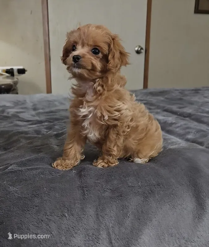 tiny peach – Cavapoo puppy for sale in Copan, OK