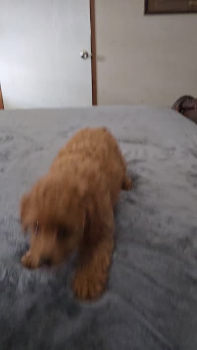 max, a male Cavapoo for sale in Copan, OK – 3 of 3