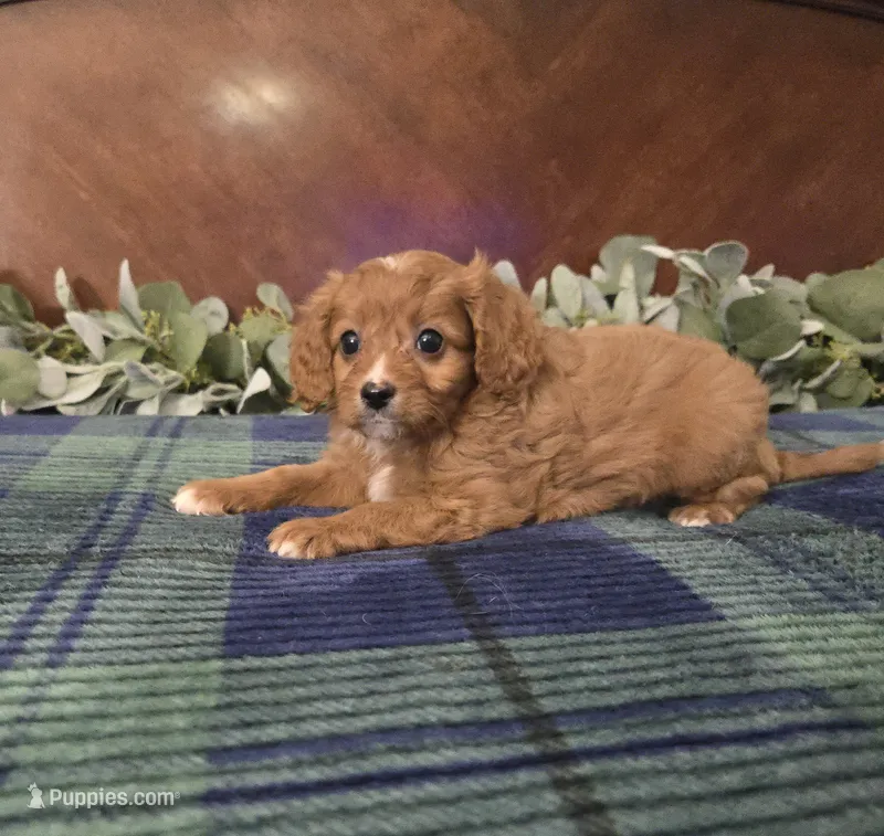 Jose – Cavapoo puppy for sale in Copan, OK