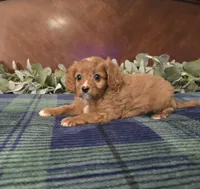 Jose, a female Cavapoo for sale in Copan, OK – 1 of 4