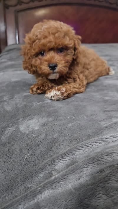Matty, a male Cavapoo for sale in Copan, OK – 3 of 3