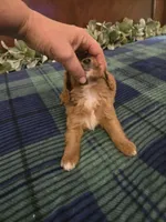 Jose, a female Cavapoo for sale in Copan, OK – 4 of 4