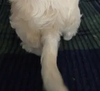 Logan, a male Cockapoo for sale in Copan, OK – 3 of 5