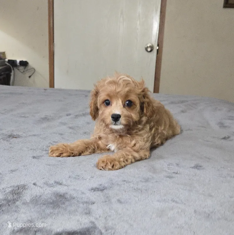 Pebbles – Cavapoo puppy for sale in Copan, OK