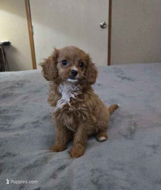 winnie – Cavapoo puppy for sale in Copan, OK