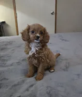 winnie, a female Cavapoo for sale in Copan, OK – 1 of 3