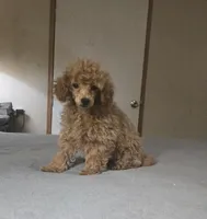 Cali, a female Poodle - Miniature  for sale in Copan, OK – 2 of 3