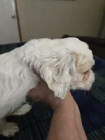 Logan, a male Cockapoo for sale in Copan, OK – 5 of 5