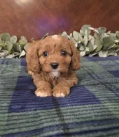 Jesse, a female Cavapoo for sale in Copan, OK – 2 of 4