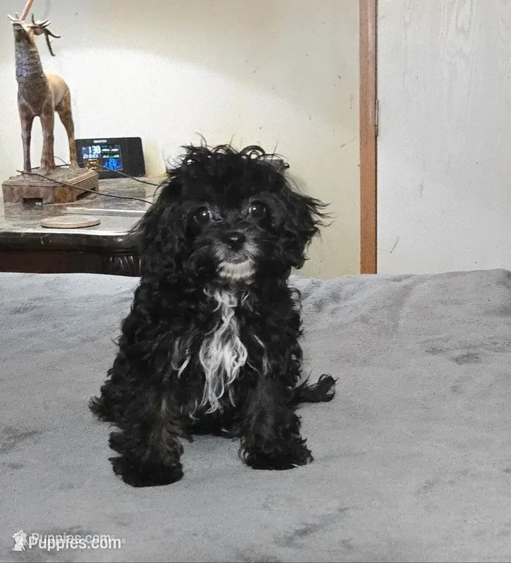 pumpkin – Cavapoo puppy for sale in Copan, OK