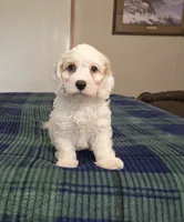 Logan, a male Cockapoo for sale in Copan, OK – 2 of 5