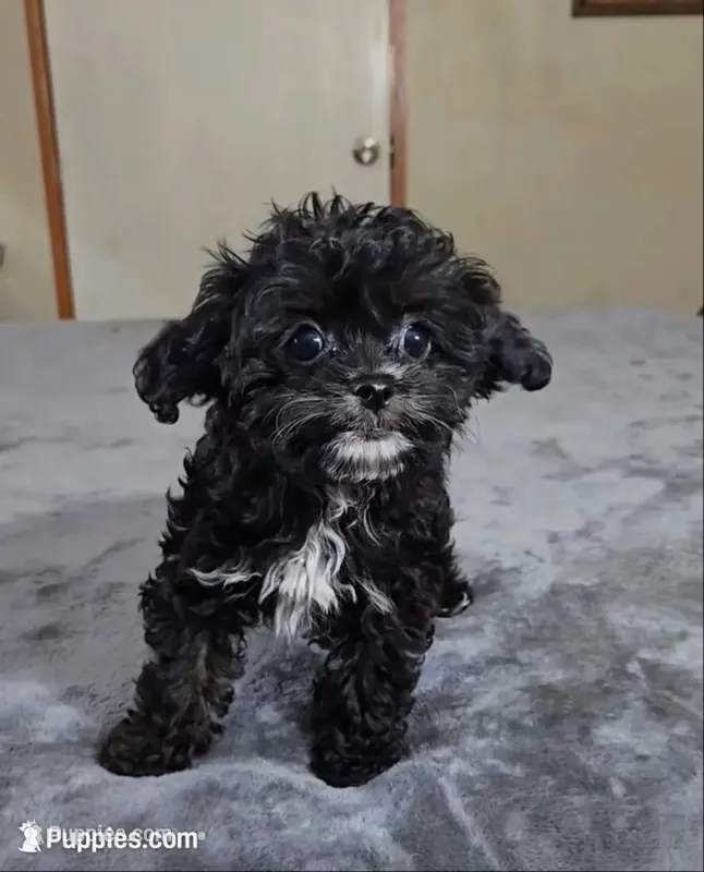 pumpkin – Cavapoo puppy for sale in Copan, OK