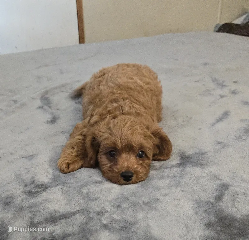 Jack – Cavapoo puppy for sale in Copan, OK