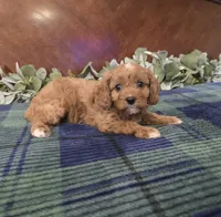 Jesse, a female Cavapoo for sale in Copan, OK – 4 of 4