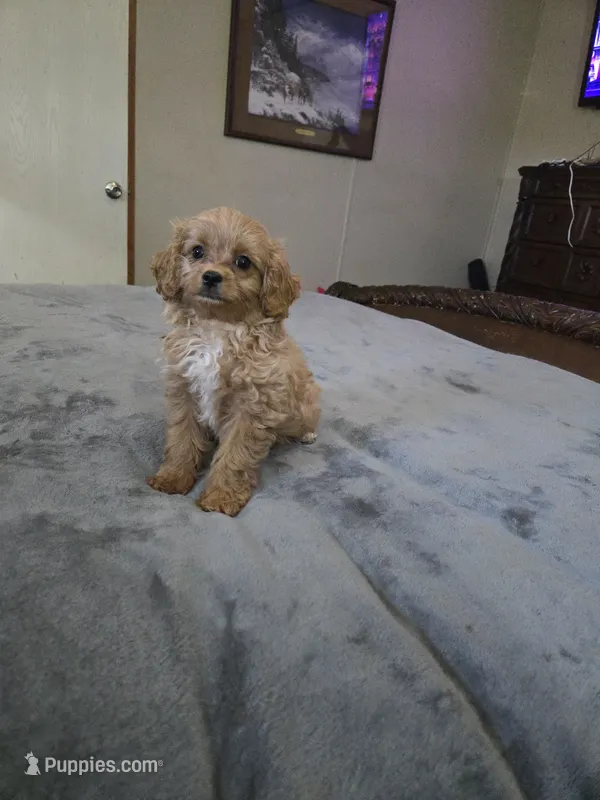 Willie – Cavapoo puppy for sale in Copan, OK