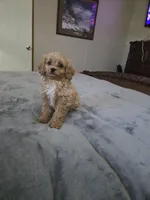 Willie, a male Cavapoo for sale in Copan, OK – 1 of 2