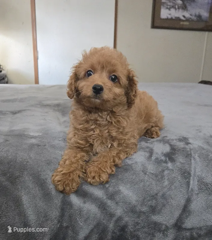 max – Cavapoo puppy for sale in Copan, OK