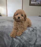 max, a male Cavapoo for sale in Copan, OK – 1 of 3