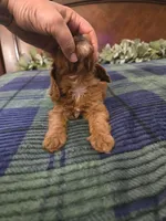 Joy, a female Cavapoo for sale in Copan, OK – 4 of 4