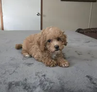 Milly, a female Cavapoo for sale in Copan, OK – 2 of 2