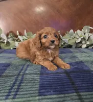 Joy, a female Cavapoo for sale in Copan, OK – 3 of 4