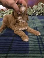 Jesse, a female Cavapoo for sale in Copan, OK – 3 of 4