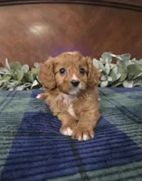 Jose, a female Cavapoo for sale in Copan, OK – 3 of 4
