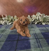 Jack, a female Cavapoo for sale in Copan, OK – 2 of 3