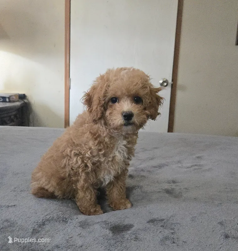 Milly – Cavapoo puppy for sale in Copan, OK