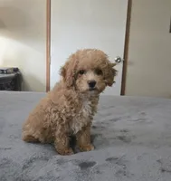 Milly, a female Cavapoo for sale in Copan, OK – 1 of 2