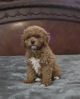 Matty, a male Cavapoo for sale in Copan, OK – 2 of 3