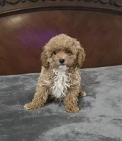 tiny marty, a male Cavapoo for sale in Copan, OK – 2 of 4