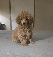 Cali, a female Poodle - Miniature  for sale in Copan, OK – 3 of 3