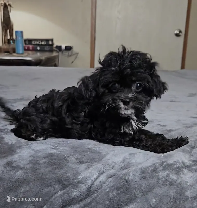 pumpkin – Cavapoo puppy for sale in Copan, OK