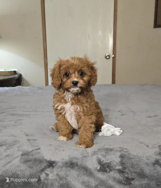 Little john – Cavapoo puppy for sale in Copan, OK