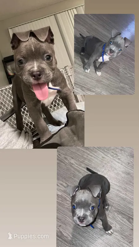 Spike – American Pit Bull Terrier puppy for sale in Colton, CA