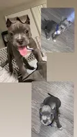 Spike, a male American Pit Bull Terrier for sale in Colton, CA – 1 of 1