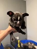Grinch, a male French Bulldog for sale in Tacoma, WA – Photo 1 of 2