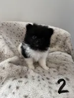 #2 Princess , a female Pomeranian for sale in Albemarle, NC – Photo 3 of 5