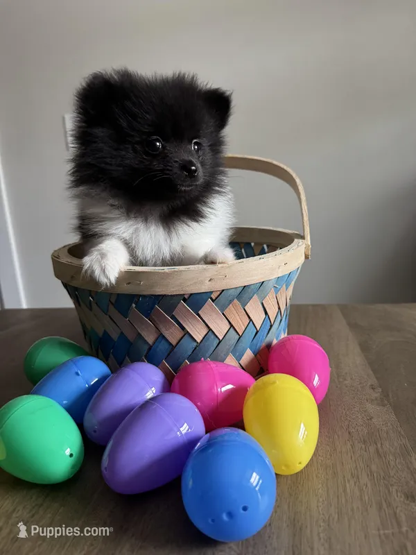 #2 Princess  – Pomeranian puppy for sale in Albemarle, NC