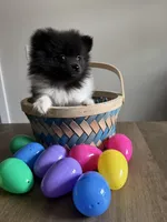 #2 Princess , a female Pomeranian for sale in Albemarle, NC – Photo 1 of 7