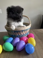 #2 Princess , a female Pomeranian for sale in Albemarle, NC – Photo 2 of 7