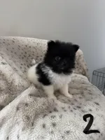 #2 Princess , a female Pomeranian for sale in Albemarle, NC – Photo 5 of 5