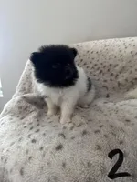 #2 Princess , a female Pomeranian for sale in Albemarle, NC – Photo 4 of 5