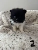 #2 Princess , a female Pomeranian for sale in Albemarle, NC – Photo 1 of 5