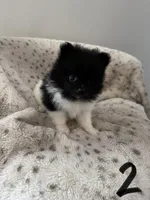 #2 Princess , a female Pomeranian for sale in Albemarle, NC – Photo 2 of 5